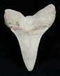 Mako Shark Tooth Fossil (Sharktooth Hill) #2104-1